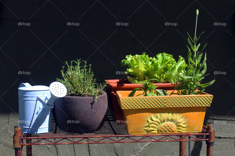 Shot of my baby blue watering can and my baby plants hardening before they can be planted in my garden.  There are some herbs;lavender thyme, siam cinnamon basil, rosemary, french lavender and a vibrant green leaf lettuce. 