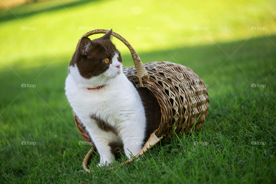 Cute british shorthair cat in basket