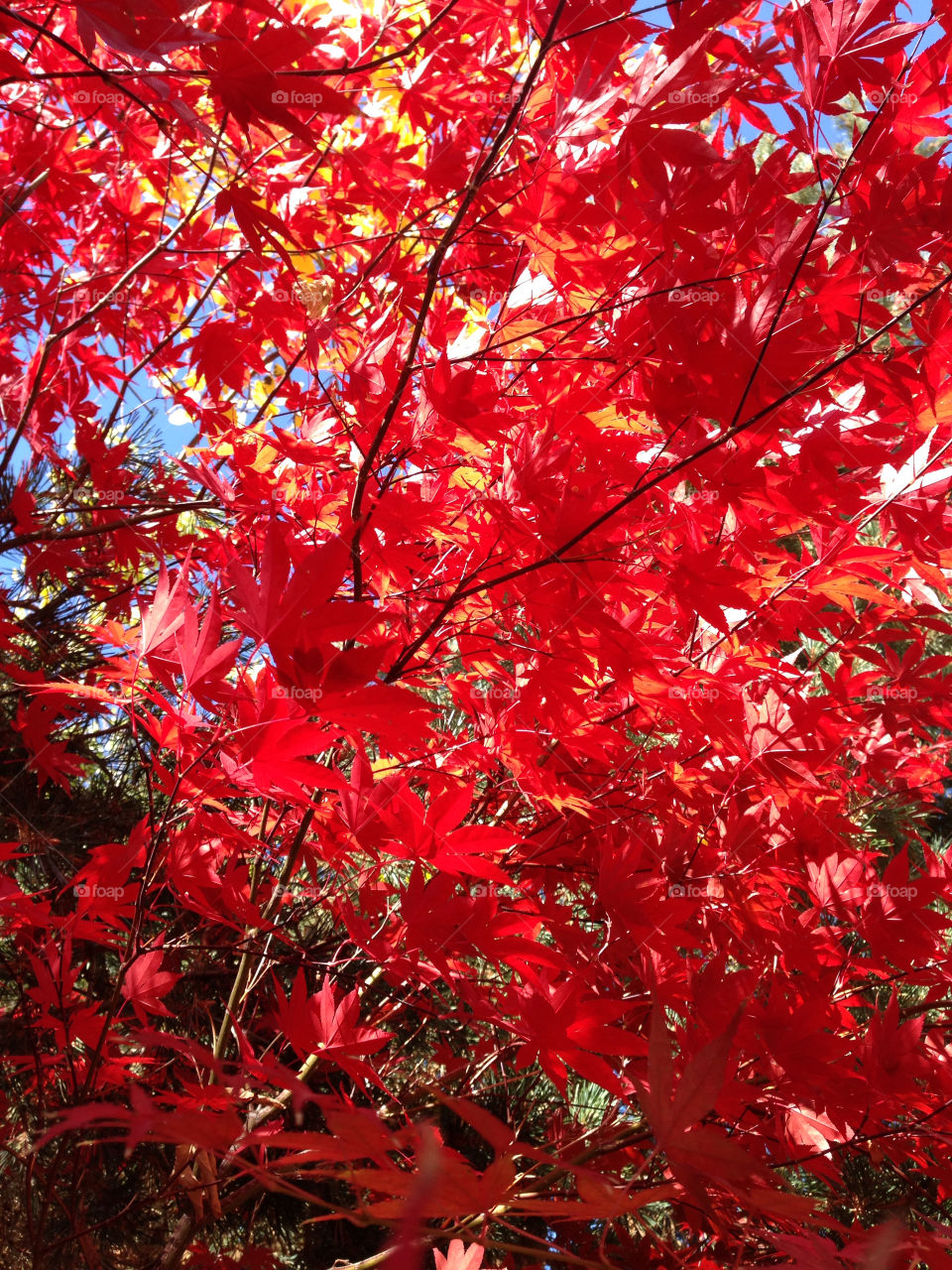 red autumn sky leaves by melody