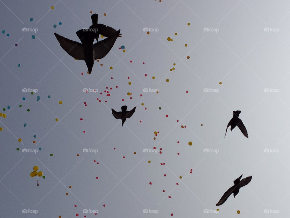 pigeons and baloons