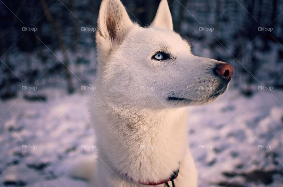 White Husky