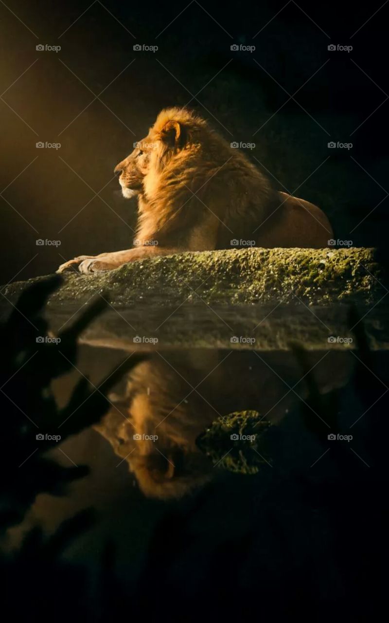 The most gentle lion