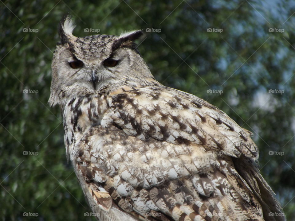 Wise Old Owl