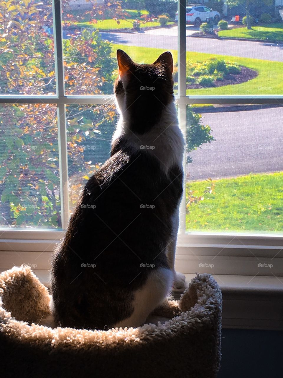 Cat perched at the window