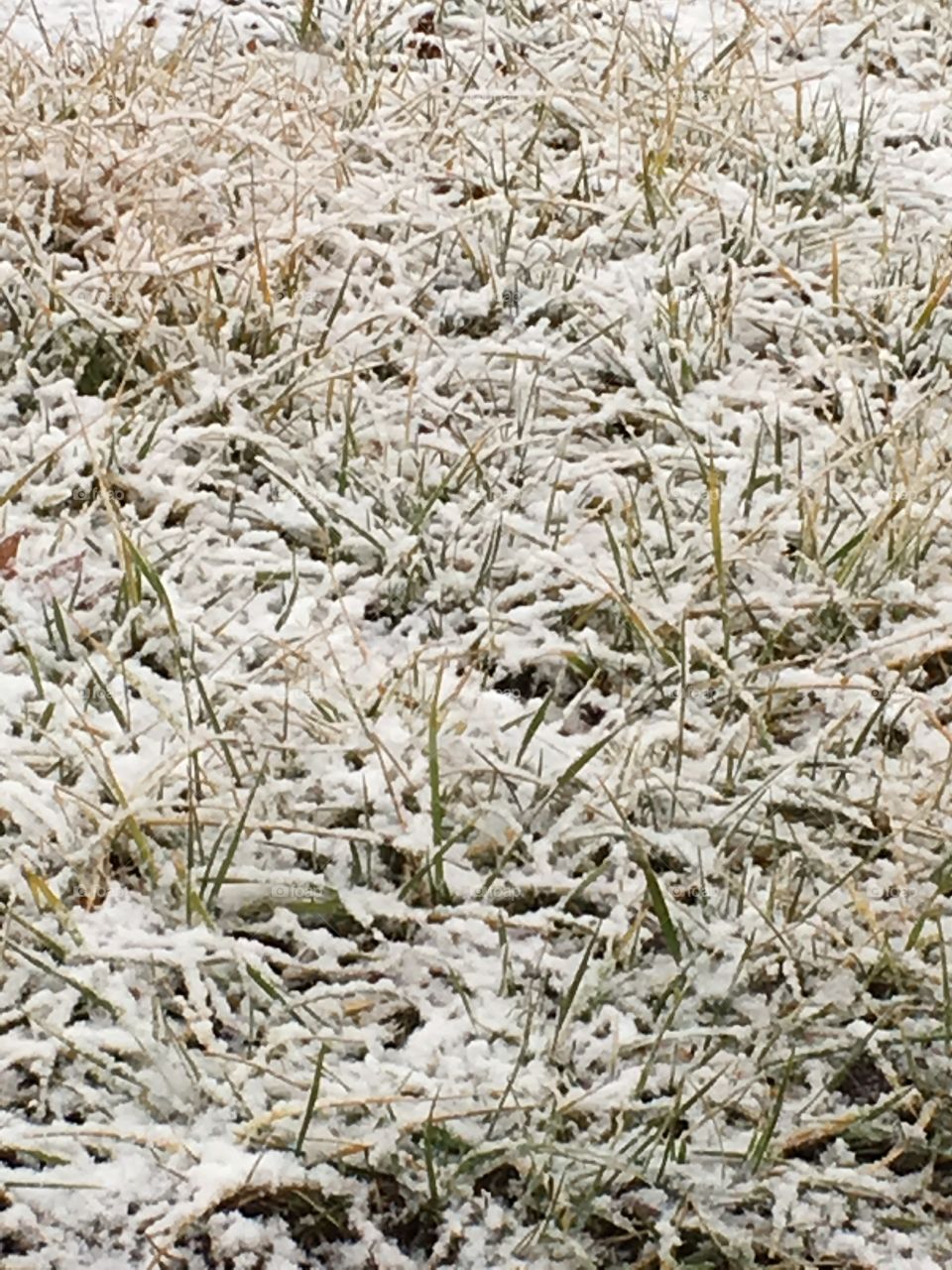 Snowy Grass