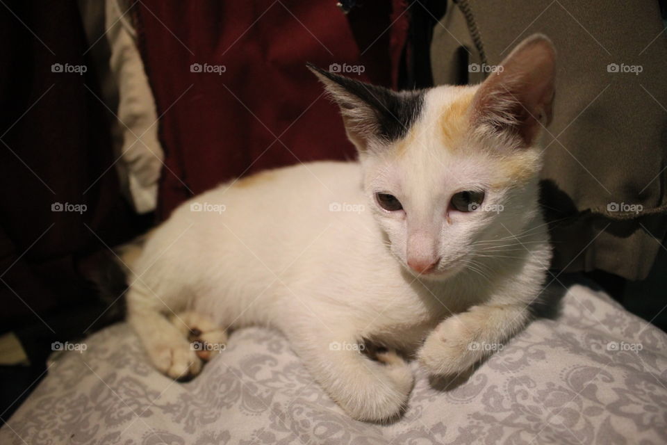Pumba is resting on the pillow while looking down. I find it really cute when her paws are curled up beneath her.