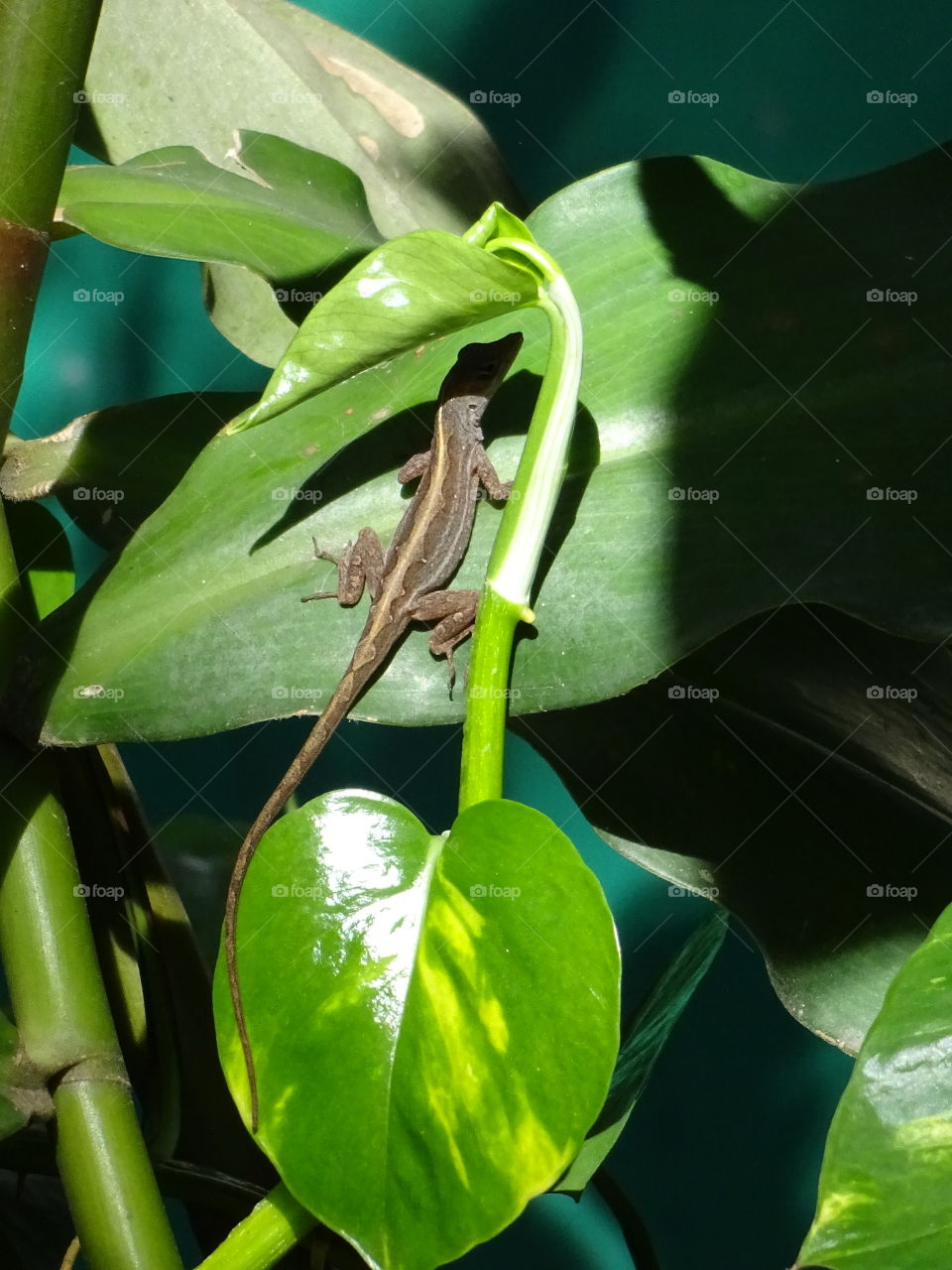 Lizard getting shade