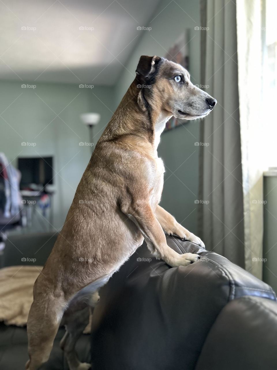 His name is Titus. Titus is a beagle/ Australian shepherd mix. 7 years old and loves to pose to the camera!
