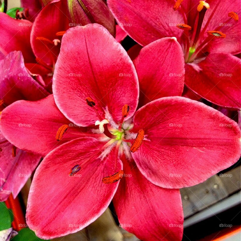 Pink Flowers 