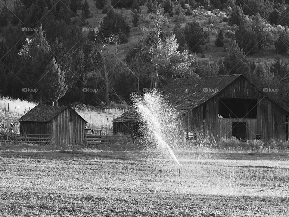 A pasture in Eastern Oregon being watered on a fall evening with old barns and a hill in the background. 