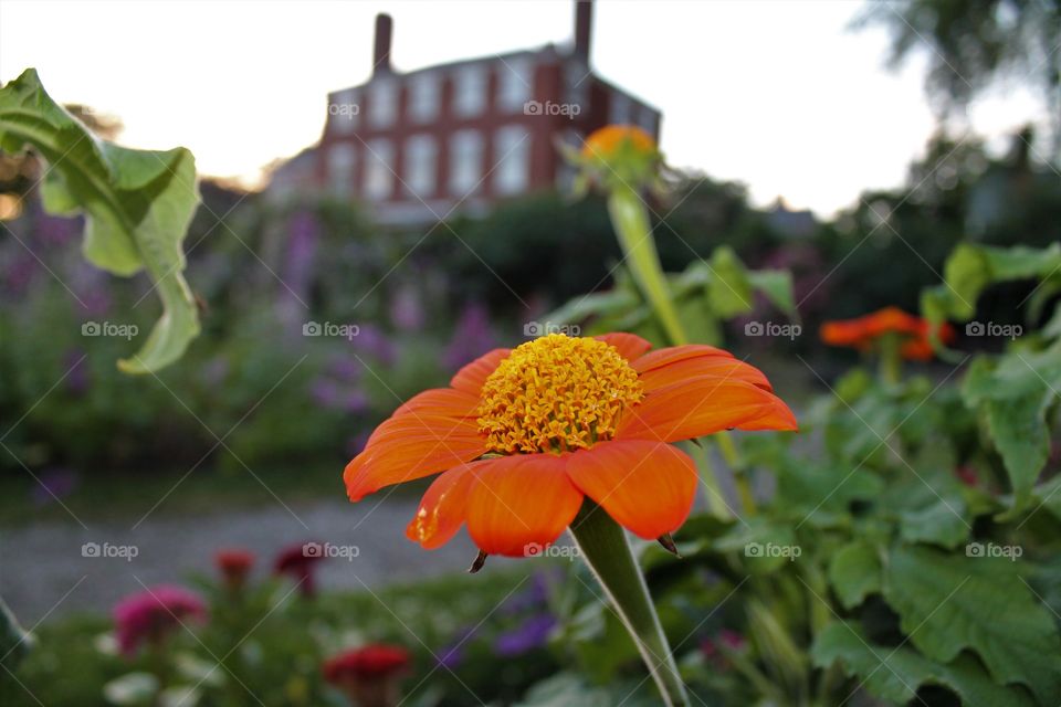 orange flower