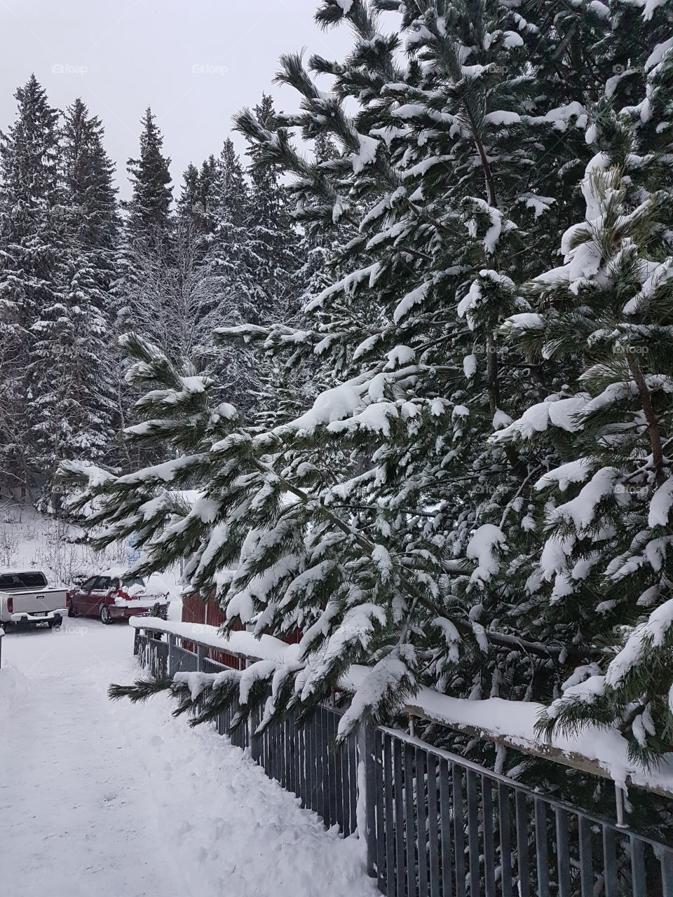 Snow-capped fir