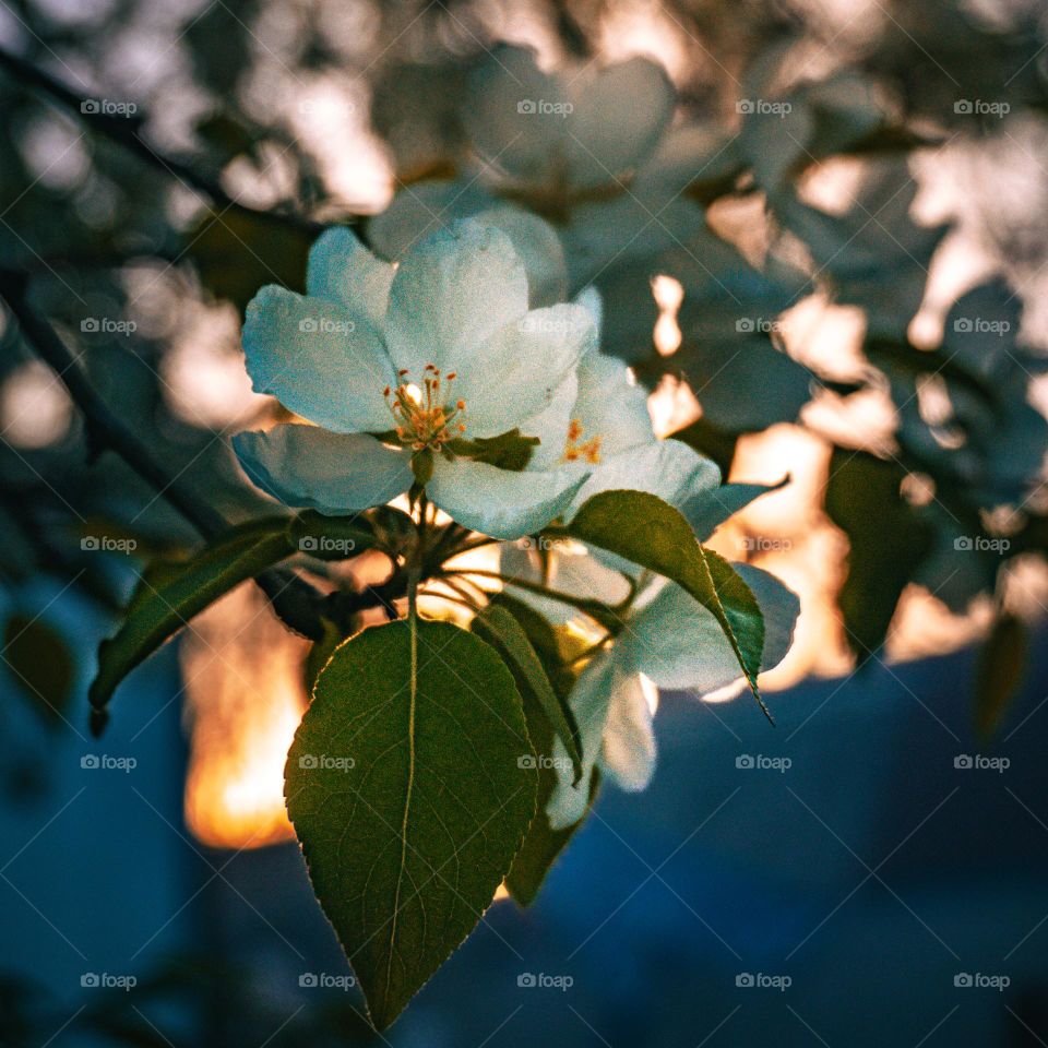 Flower sprouted just in time