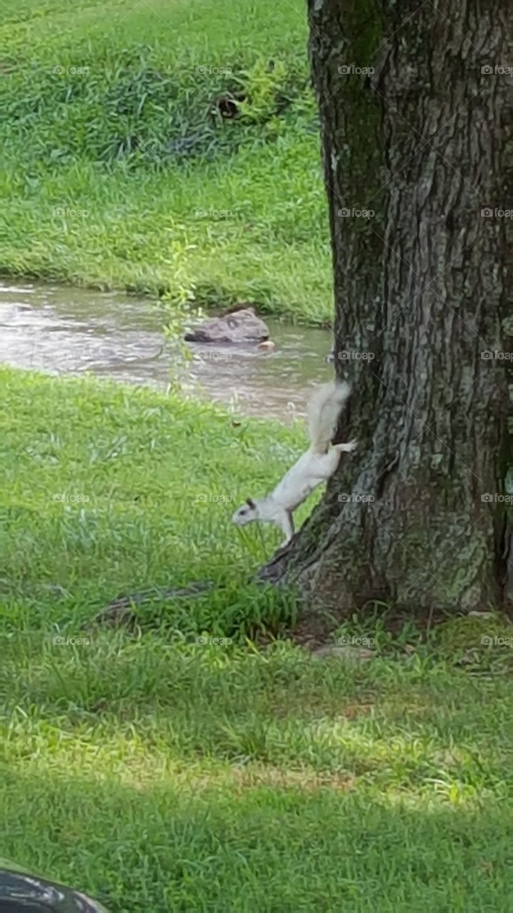 white squirrel on tree