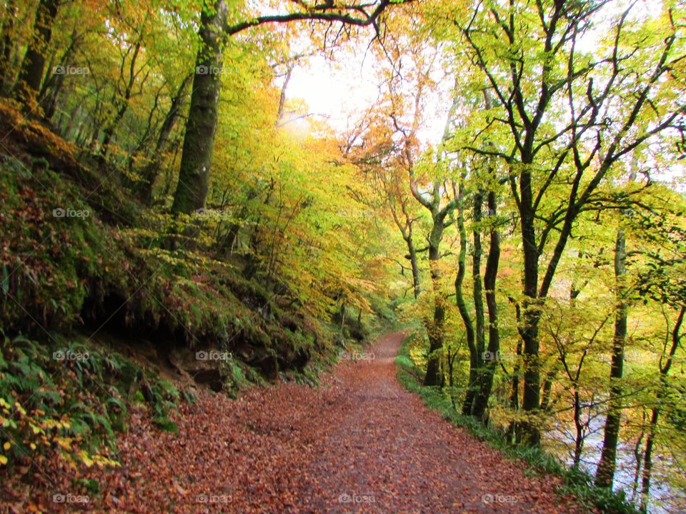 Footpath passing through forest