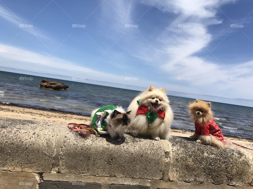 Day out in Christmas season with cuties pets at Mentone Beach Melbourne Australia 