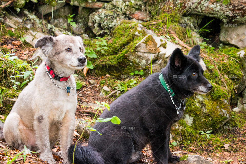 Dogs sitting in the woods 