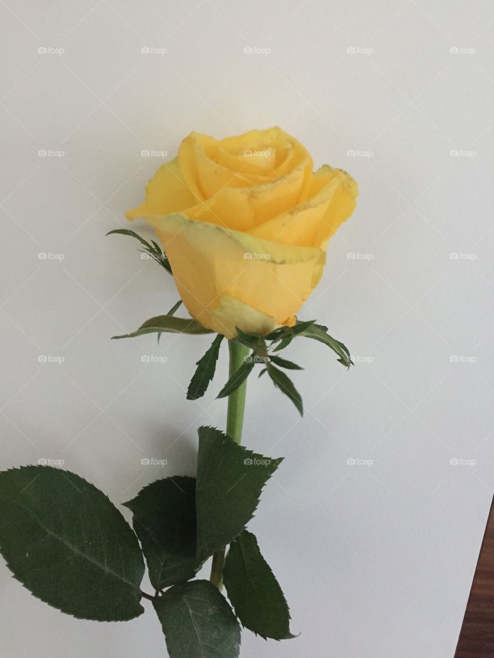 Nice yellow rare rose