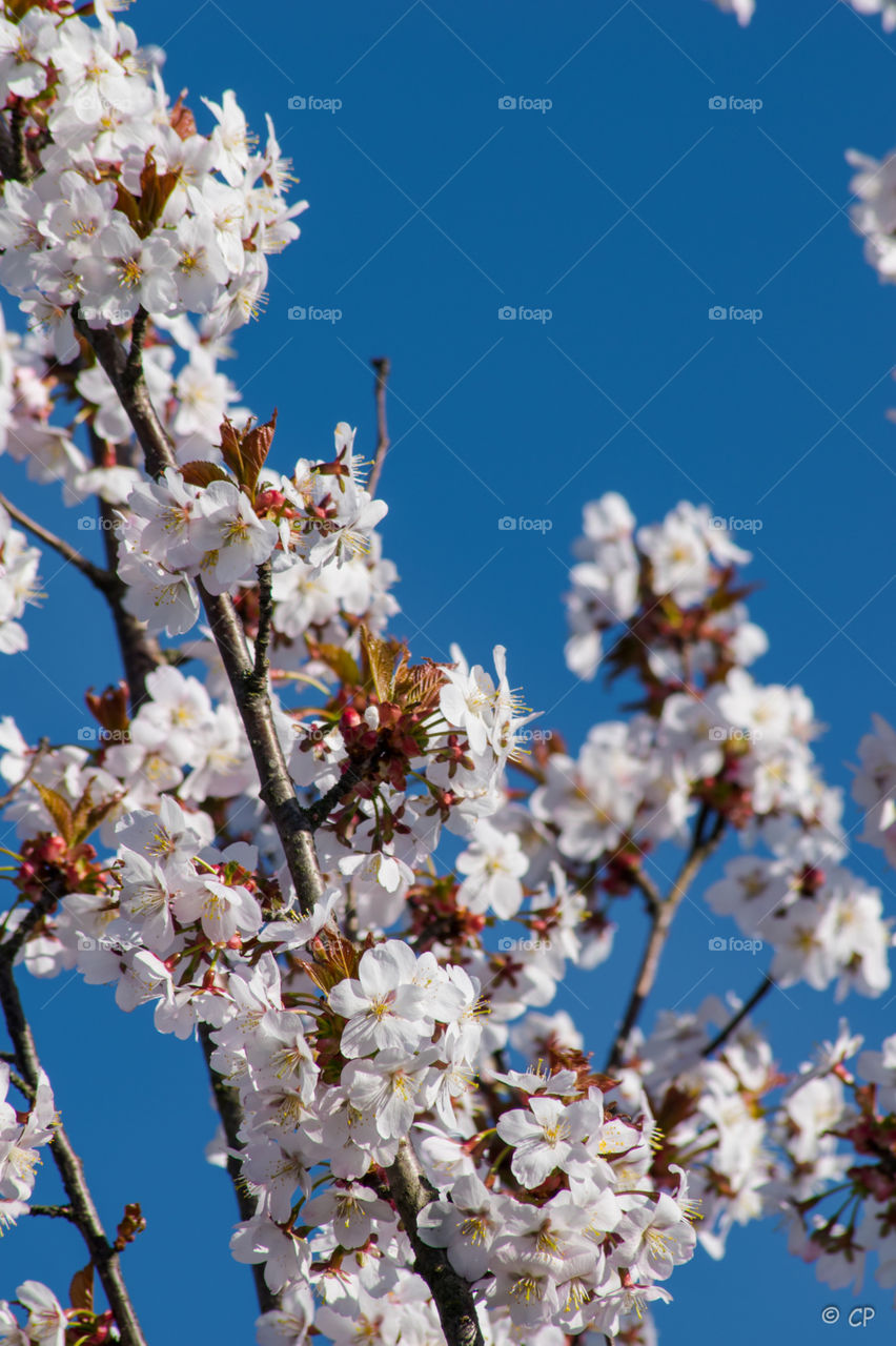 primavera. spring blossiming in göteborg