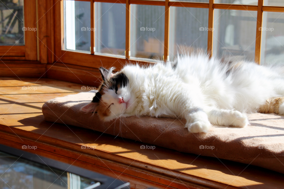 A fluffy calico cat naps happily in the sunshine of a bay window