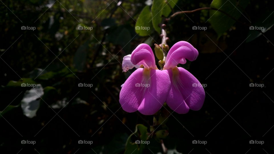 beautiful colorful flower blooming
