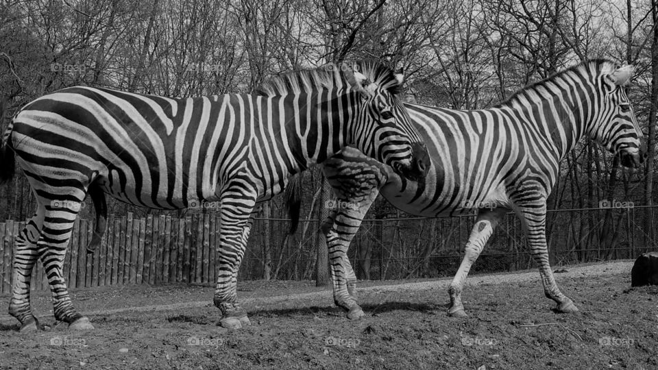 Two zebras.