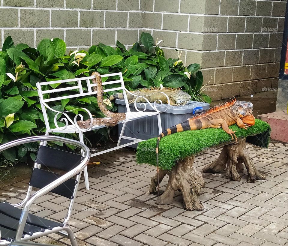 Two iguanas and a snake at Lembang Park and Zoo, Indonesia