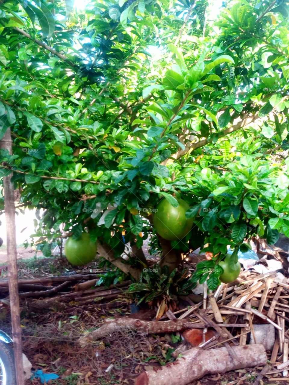 fruit tree