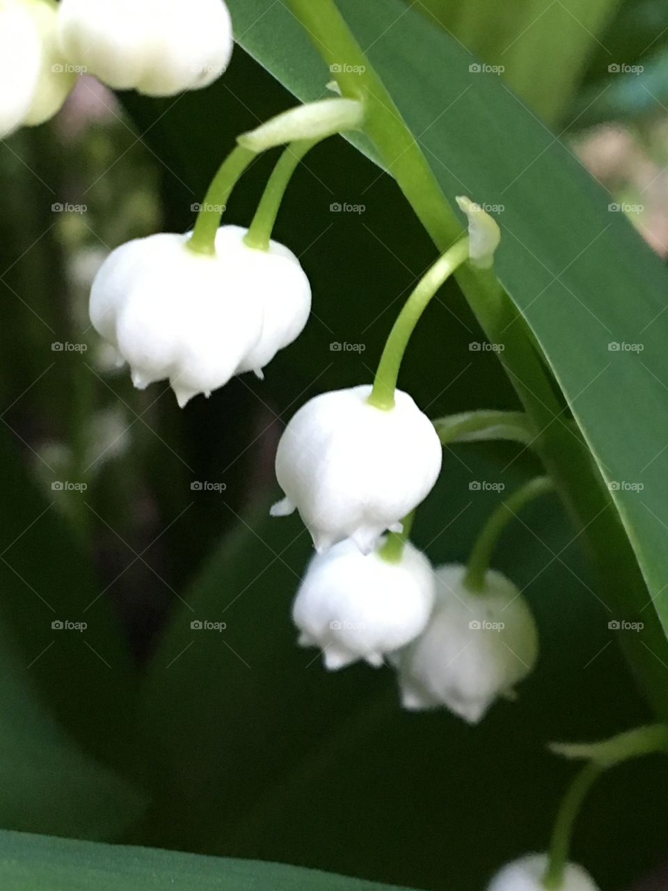 Lily of the valley in bloom 
