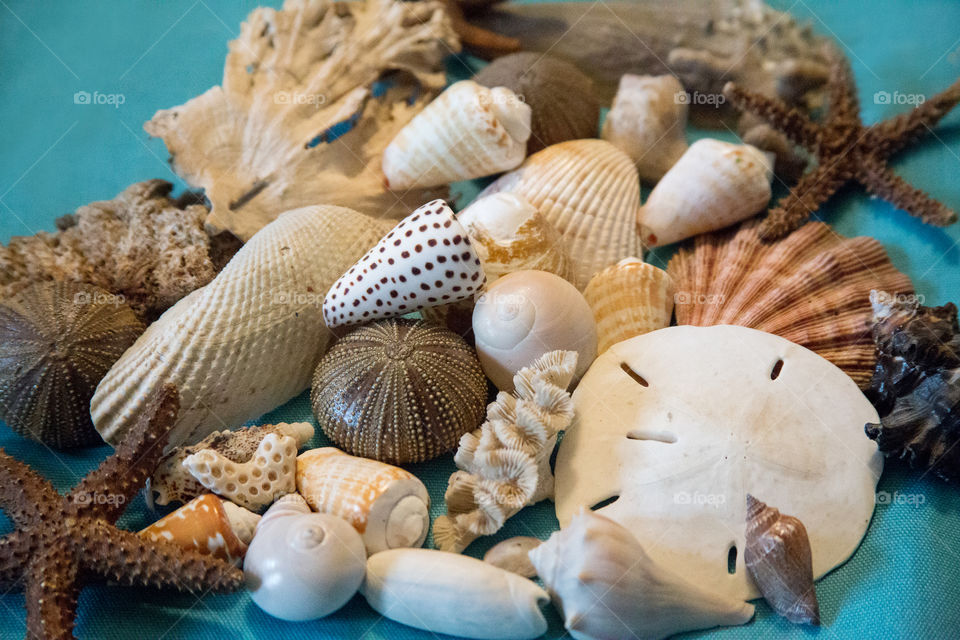 Various types of seashell