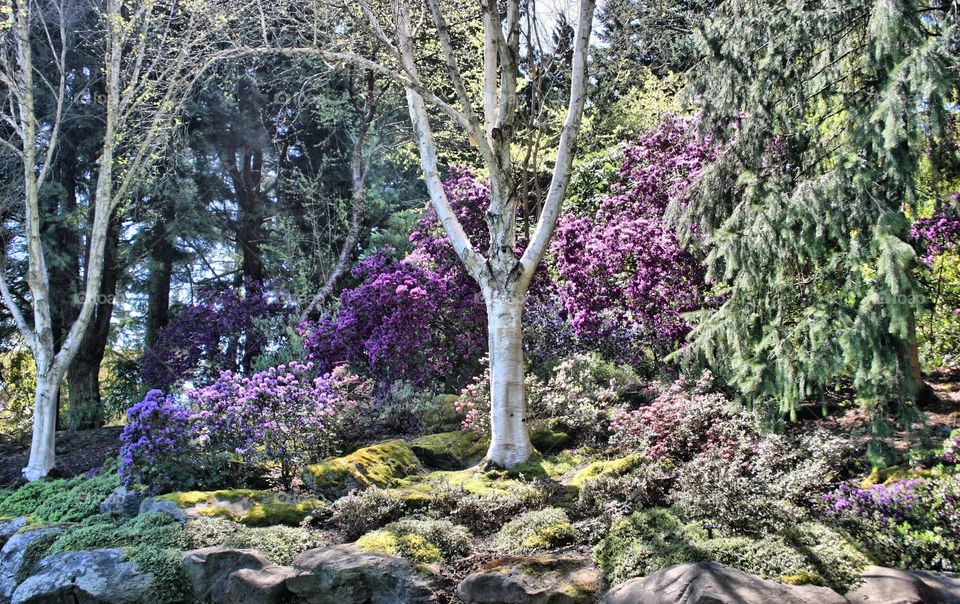 Silver Birch Tree . Silver Birch Tree and rock garden