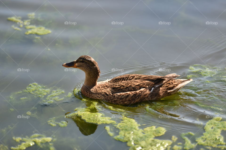Duck swimming in murky water