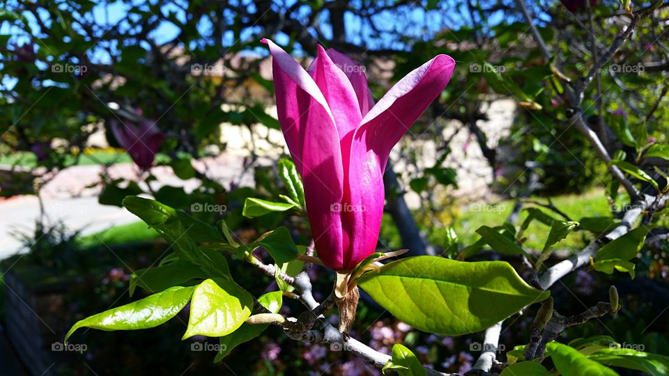 Budding Magnolia. Pink Magnolia Bud