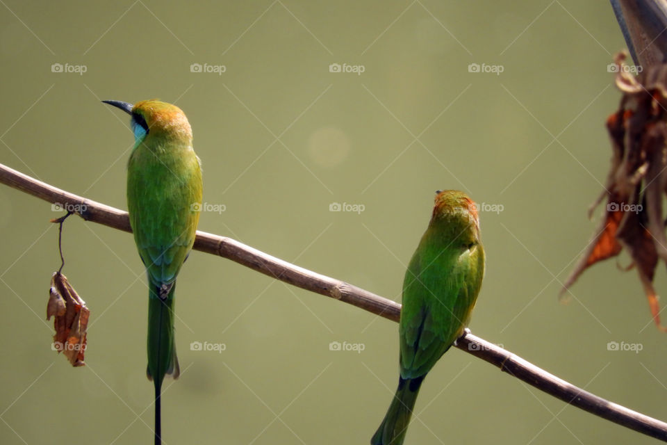 Green #Birds