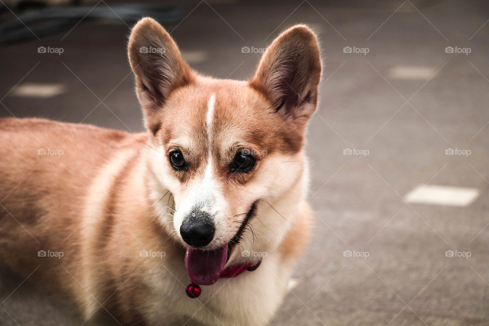 The corgi