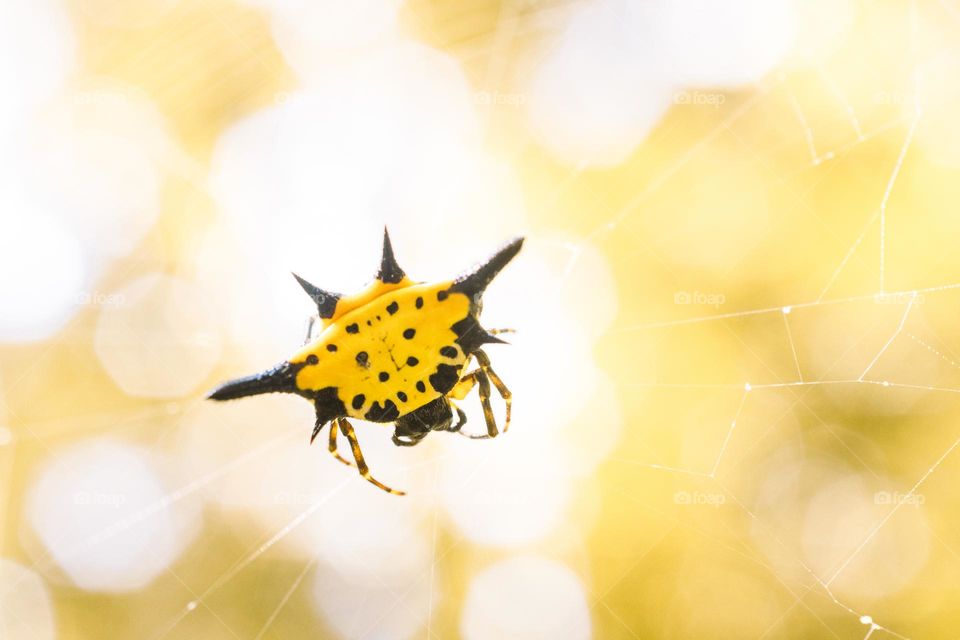Spiny orb-weaver