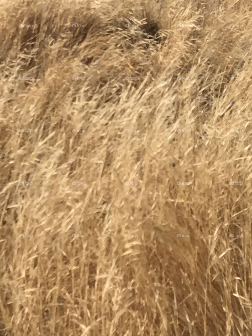 Dry grass on an open field during the summer.
