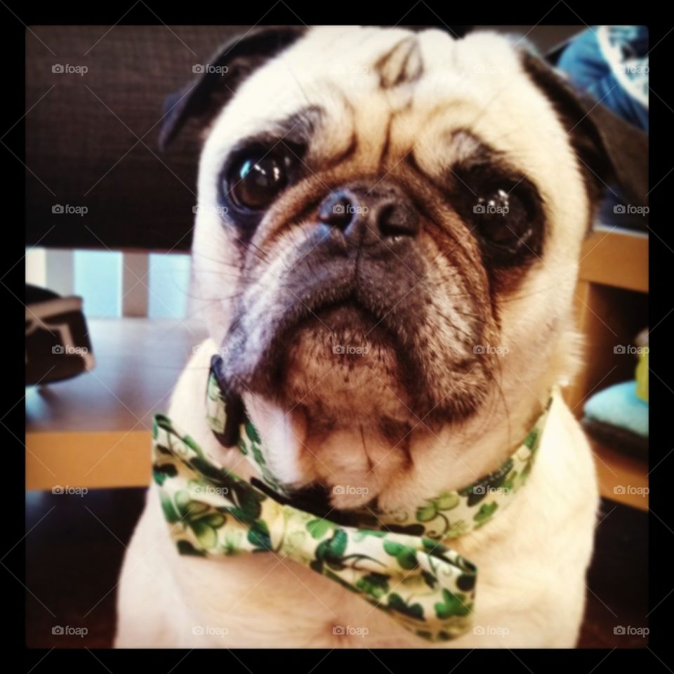 pug in bow tie