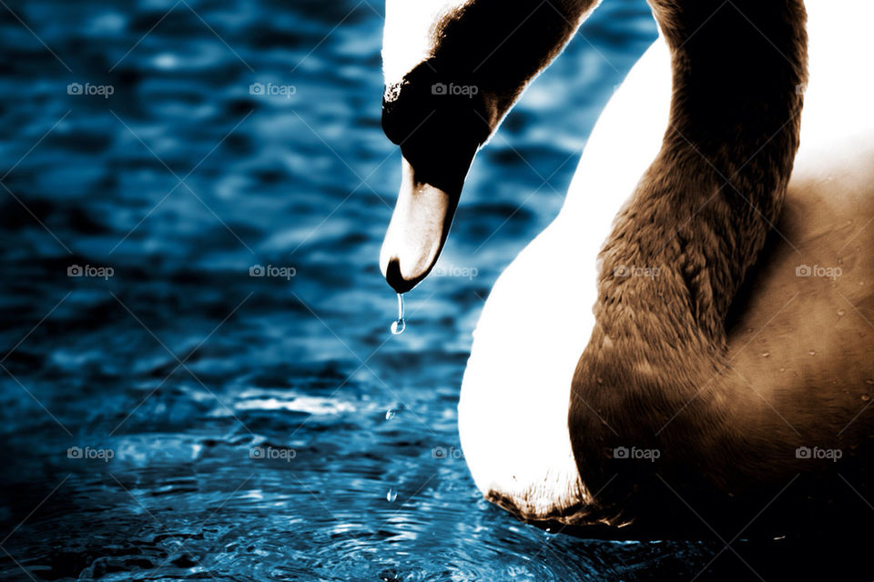 Close-up of a duck on water