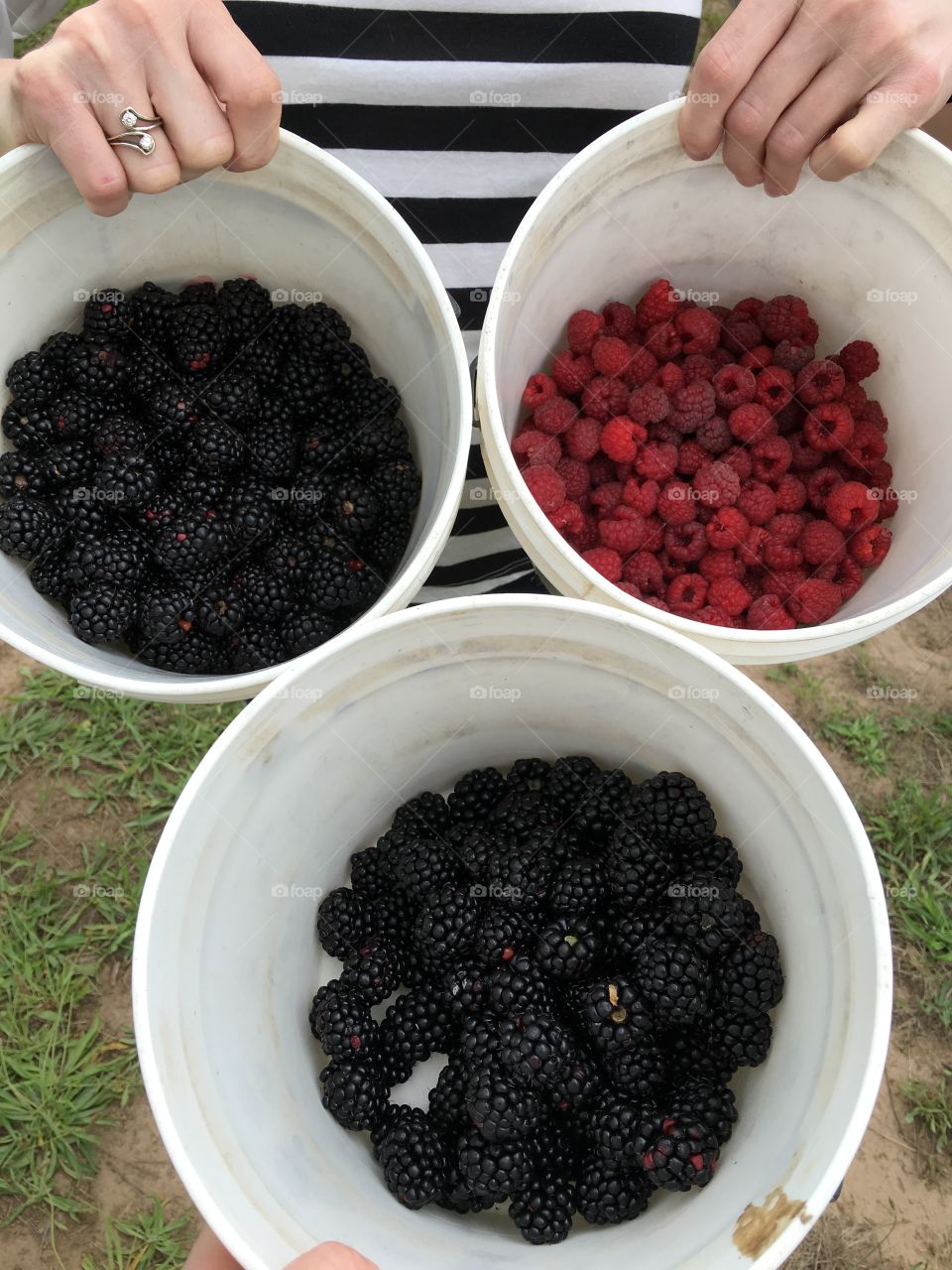 Berry picking in Oregon