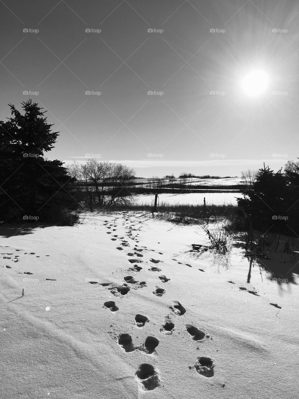 Footprints in the snow 