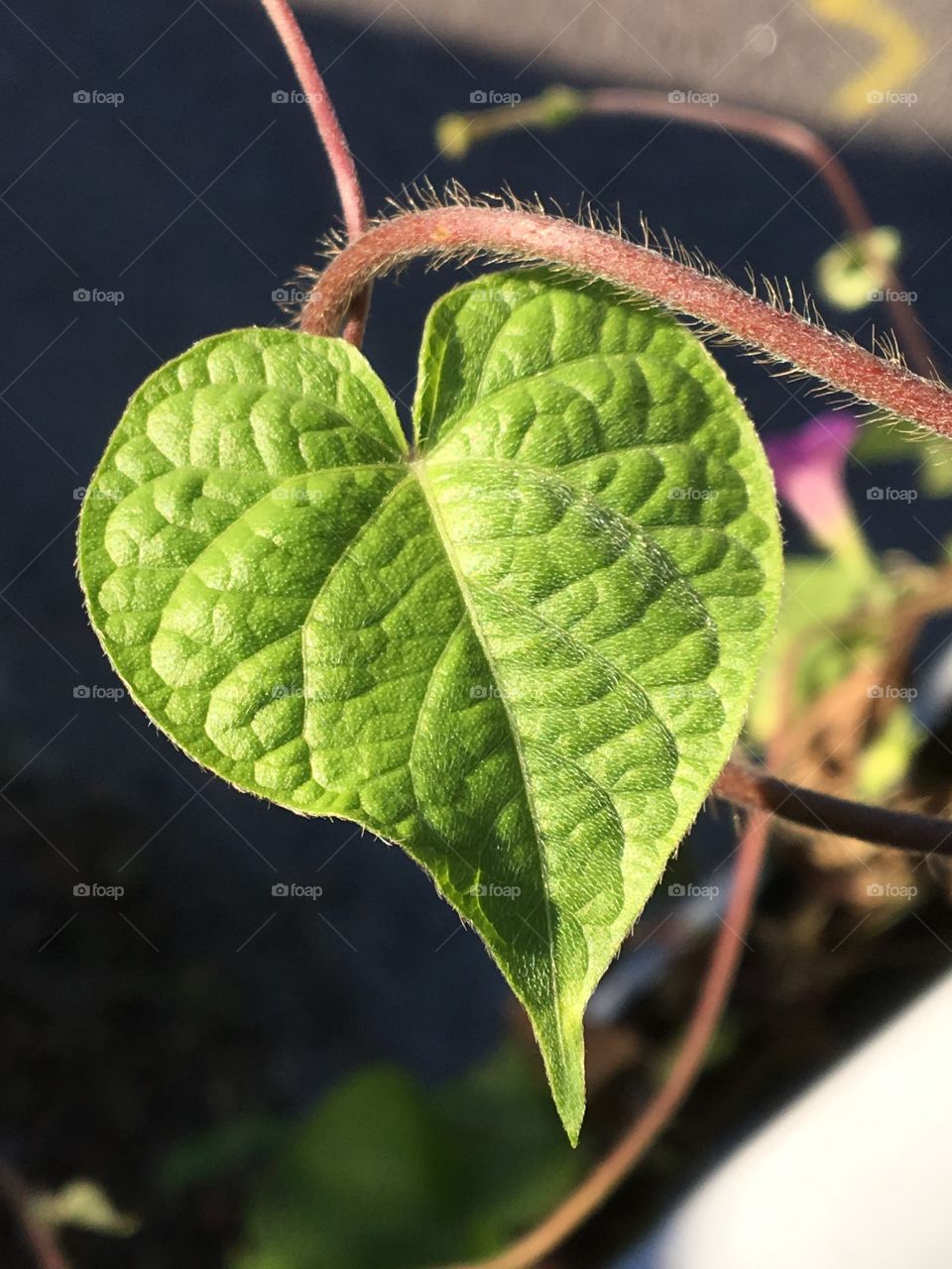Love: Heart shape leaf of morning glory flower