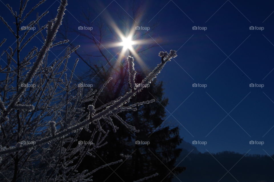 Frozen branches against sunbeam