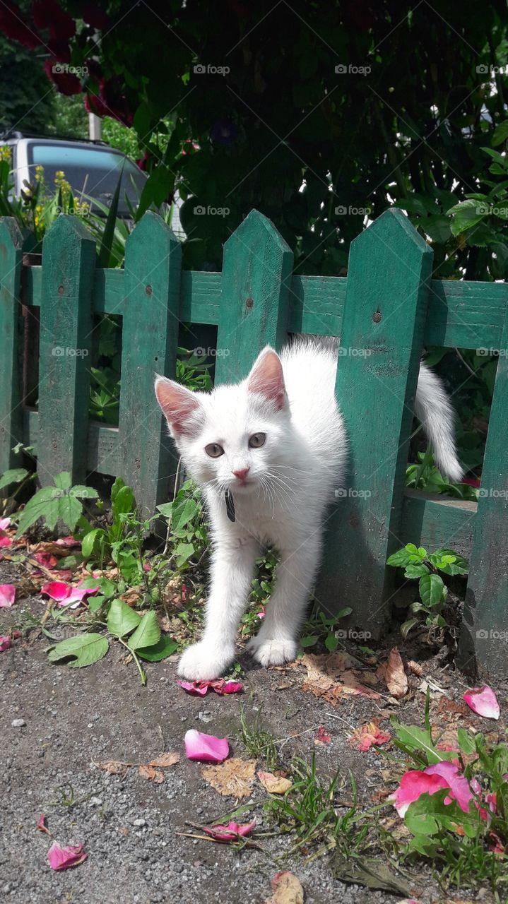 Cute white cat near the green fence