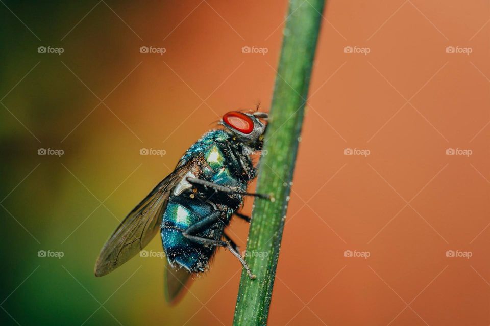 Macro shot of a fly.