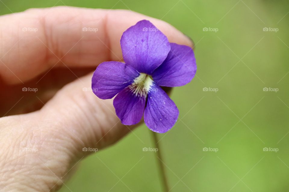 Odd numbers, single violet