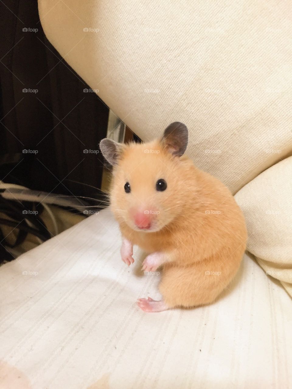 "Miñimiñi bebé" my little hamster 