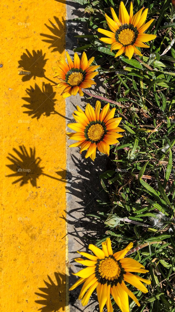 Yellow flowers and their shadows in the ground
