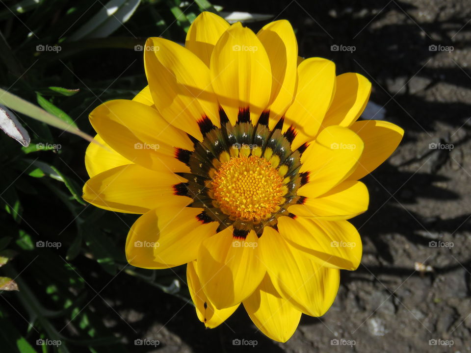 Yellow flower