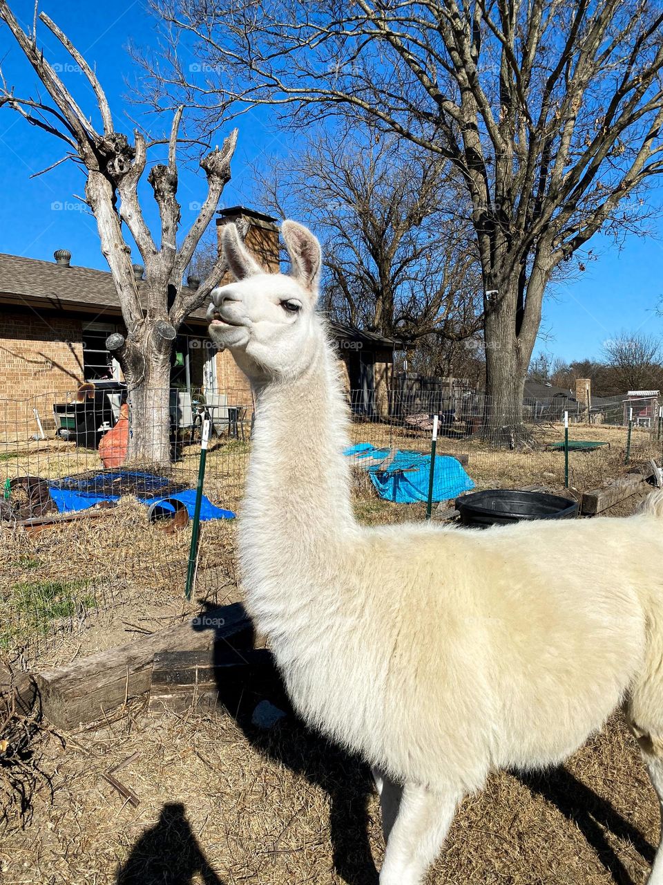 Mama llama 